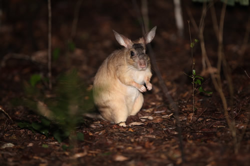 http://www.mammalwatching.com/Afrotropical/Images/Madagascar/Giant%20Jumping%20Rat%202.jpg