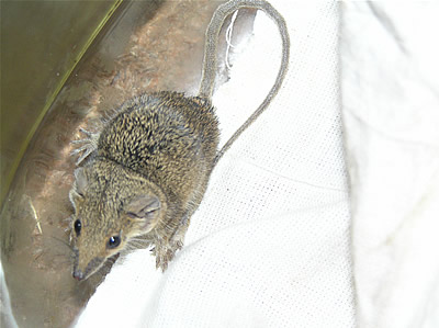 http://www.mammalwatching.com/Australasian/Images/WA/Long%20tailed%20Planigale.jpg
