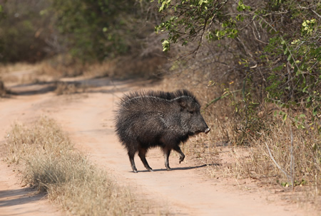 Chacoan%20Peccary%202.jpg