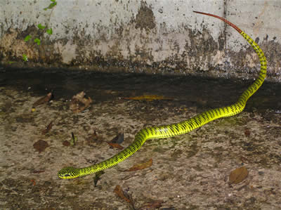 Malayan Weasels seem relatively easy to see here, and I