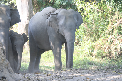 http://www.mammalwatching.com/Oriental/Images/India/Indian%20Elephants.jpg