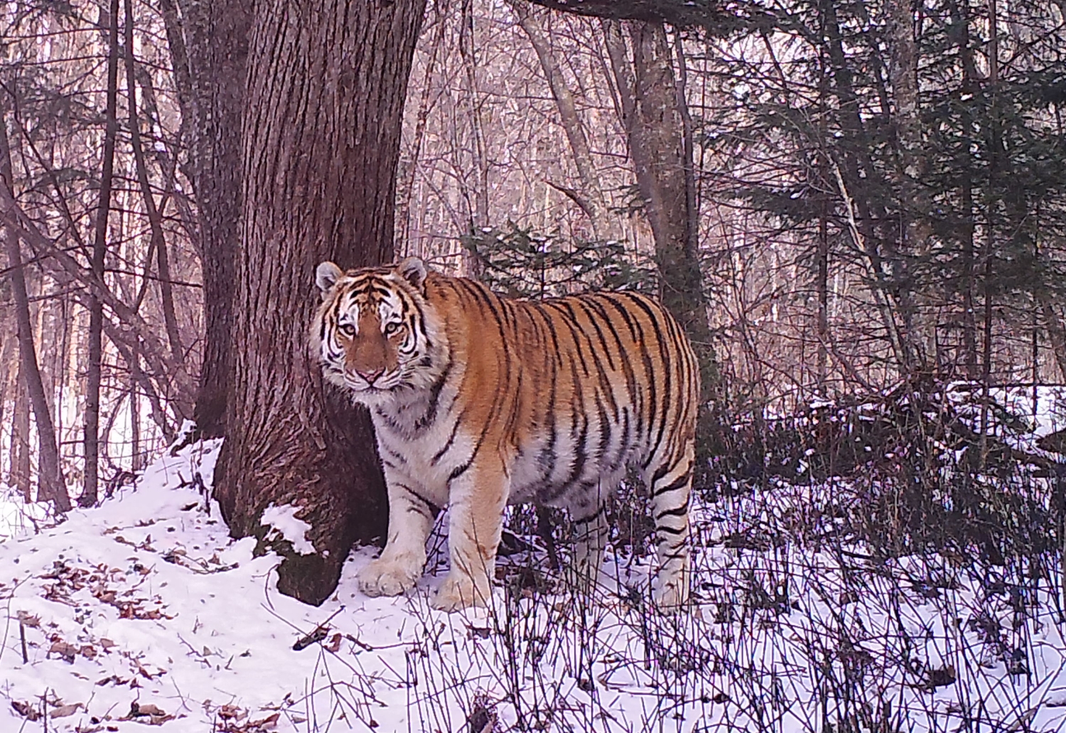 Siberian Tiger Tracking Tour to Russia - Royle Safaris (6) - Mammal