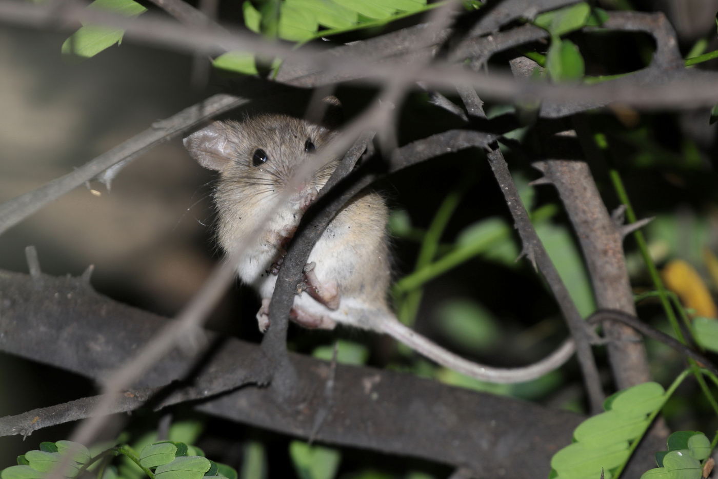 Mammal ID from Chaparri, Northern Peru - Mammal Watching