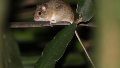 Mammal ID from Chaparri, Northern Peru