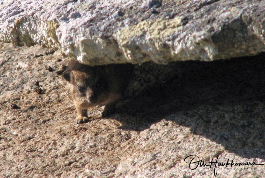 Rock Dassie aka Rock Hyrax (Procavia capensis).