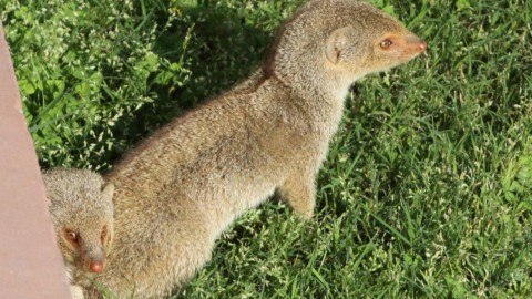 Indian Mongoose and Mouse identification help please