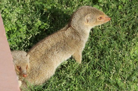 Indian Mongoose and Mouse identification help please