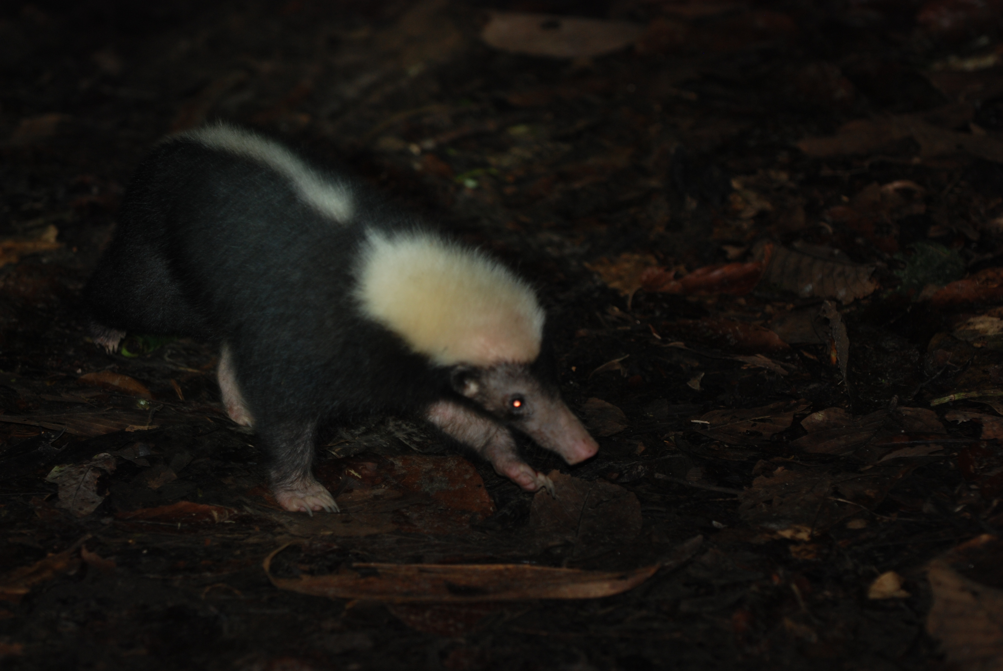 Malay Badger Picture