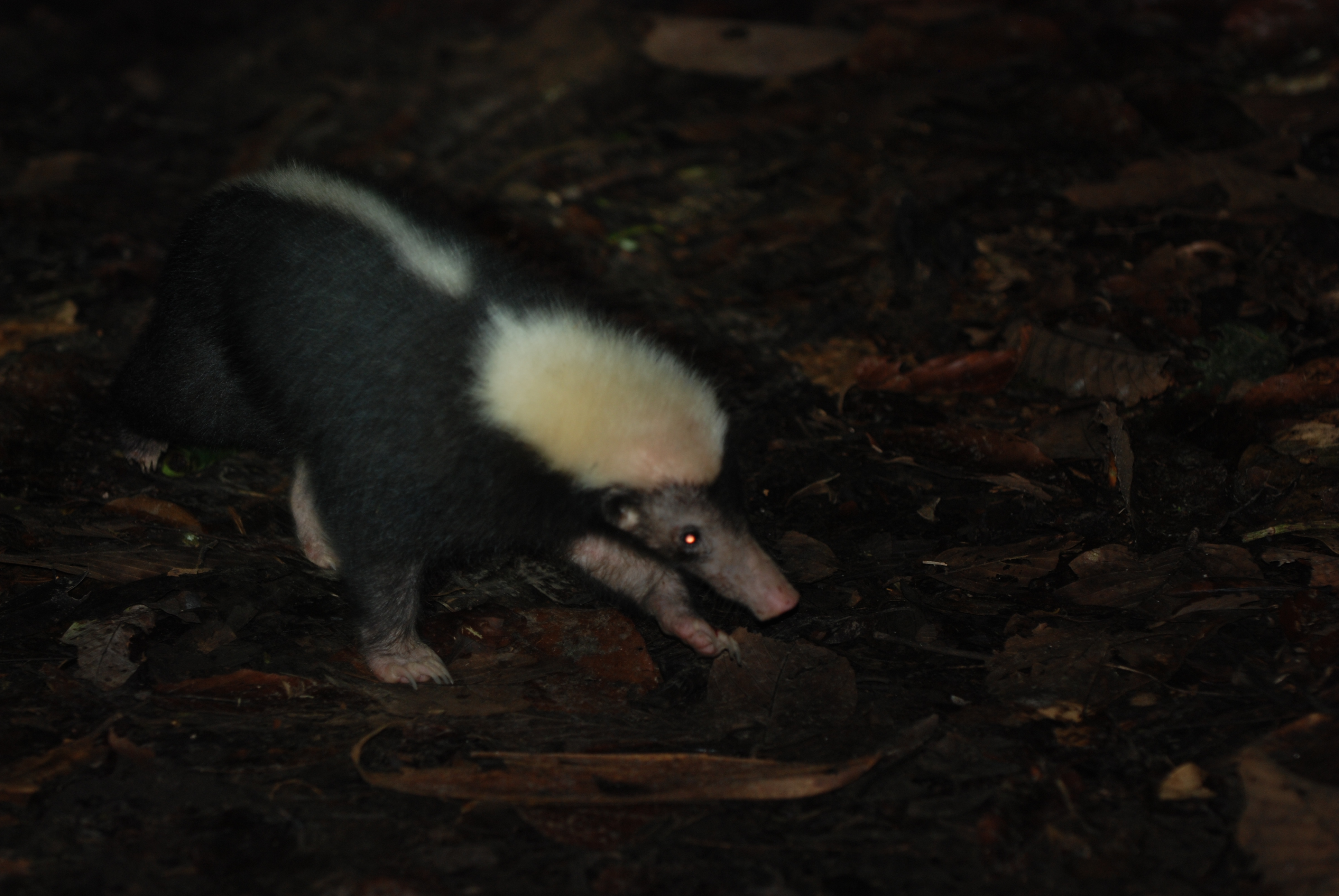 Malay Badger