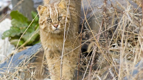 Amur Leopard Cat Photo