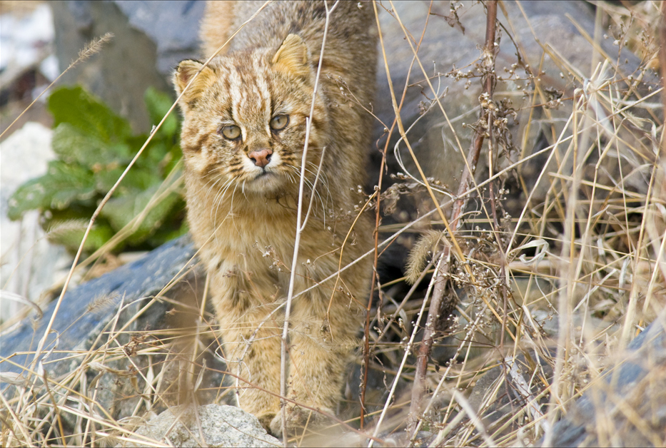 Amur Leopard Cat