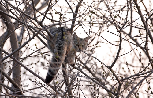 wildcat 1 bulgaria 0904