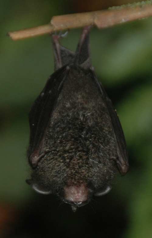 dv bat3