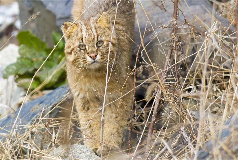 Amur_Leopard_Cat