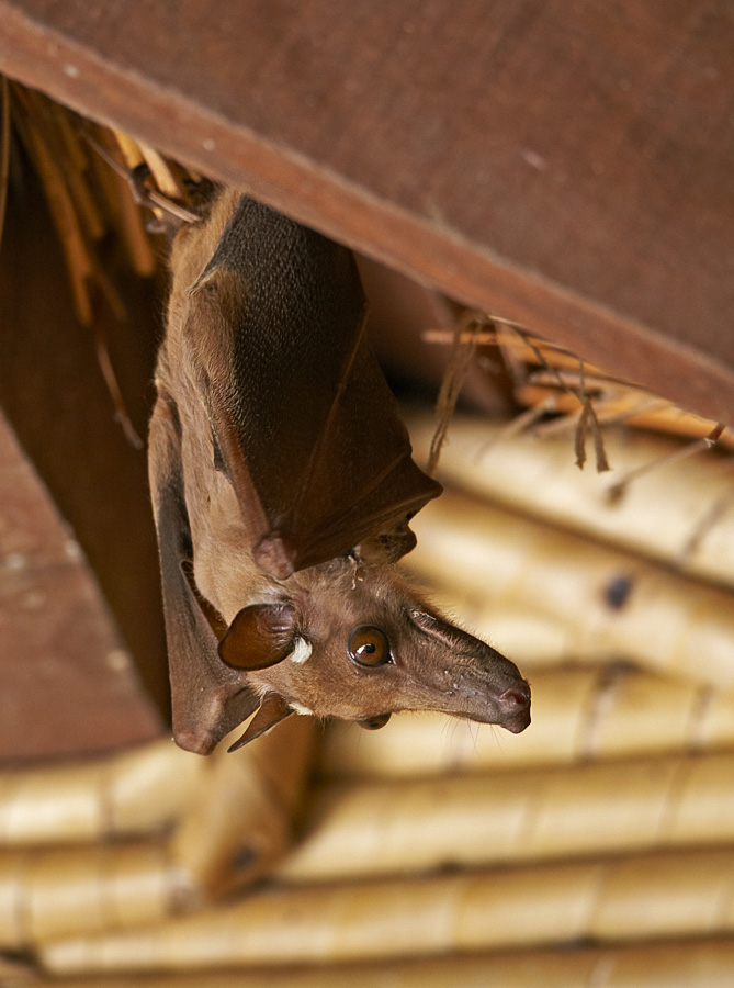 fruit bat Mammal Watching