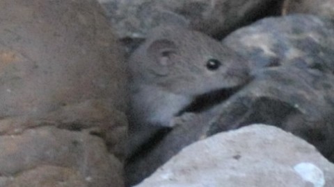ID help for south Texas rodent