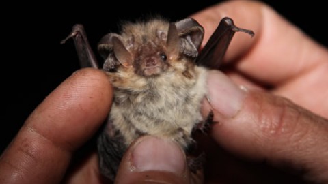 Alpine Long-eared Bats in the South of France