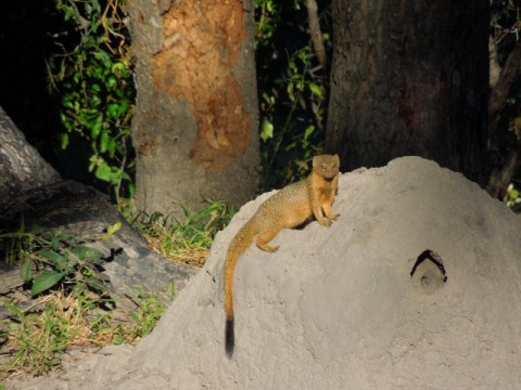Golden Slender Mongoose…