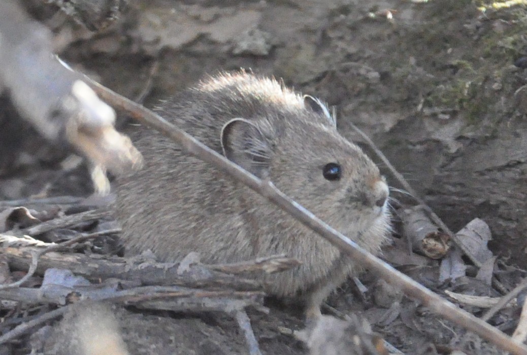 chinese pika chinese pika
