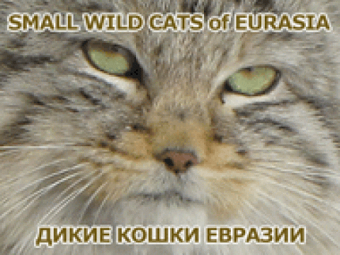 Small Wild Cats of Eurasia Database