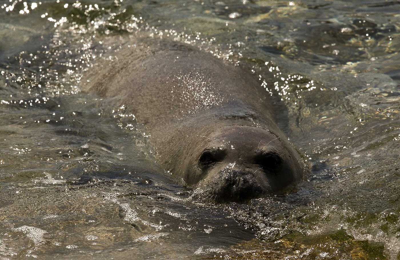 Mediterranean Monk Seals