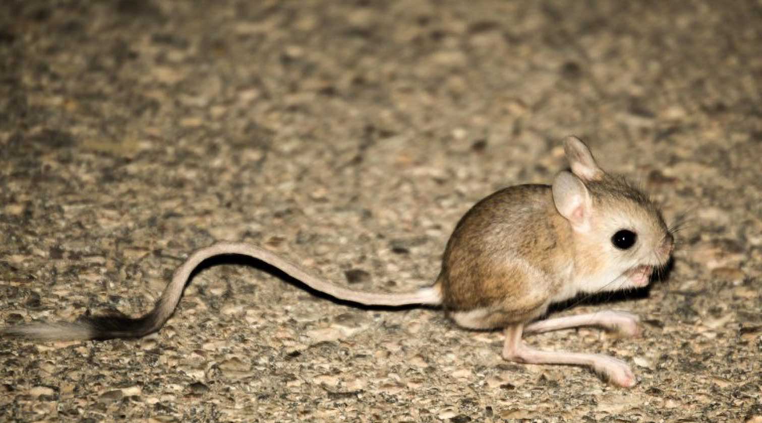 Lesser Jerboa