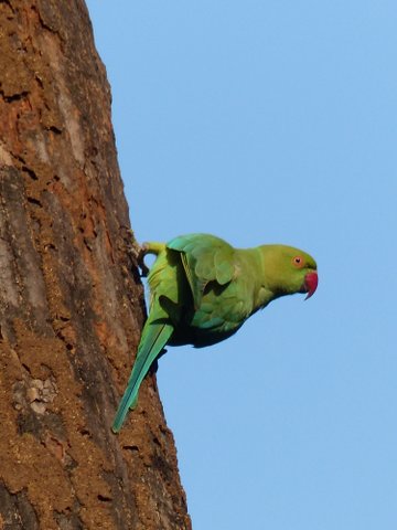 Rose-ringed parakeet, Bandhavgarh