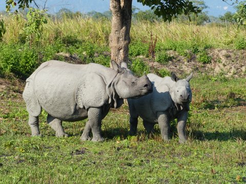 Indian rhino, Manas National Park