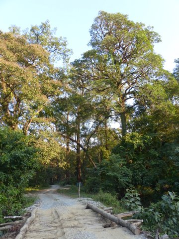 Manas National Park