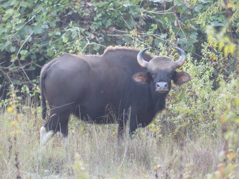 Gaur, Manas National Park