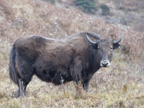 Yak, Bhutan