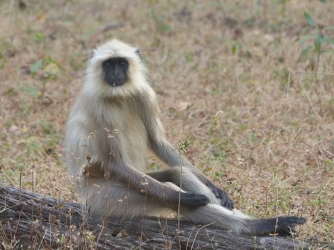 Gray langur, Bandhavgarh