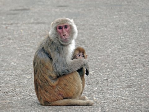 Macaque, Keoladeo