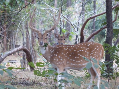 Spotted deer, Bandhavgarh
