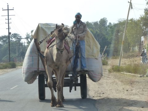camel cart, India
