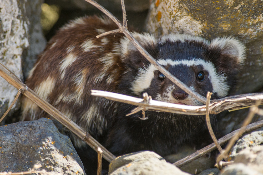 Marbled Polecat