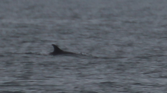 View of the dorsal fin