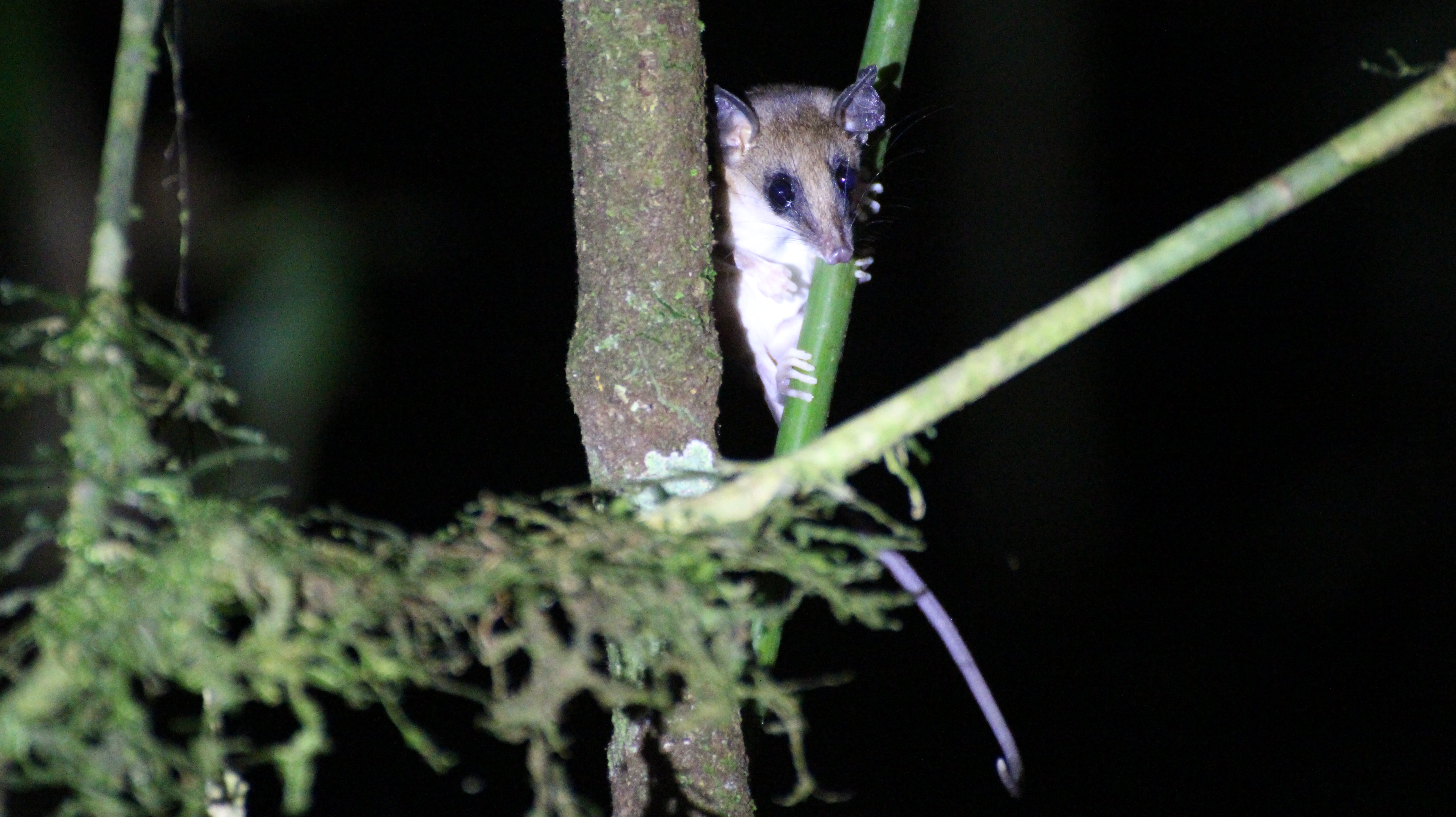 I think I already had it ID'ed but my notes are in a different country right now. Maybe Rufous Mouse Opossum?