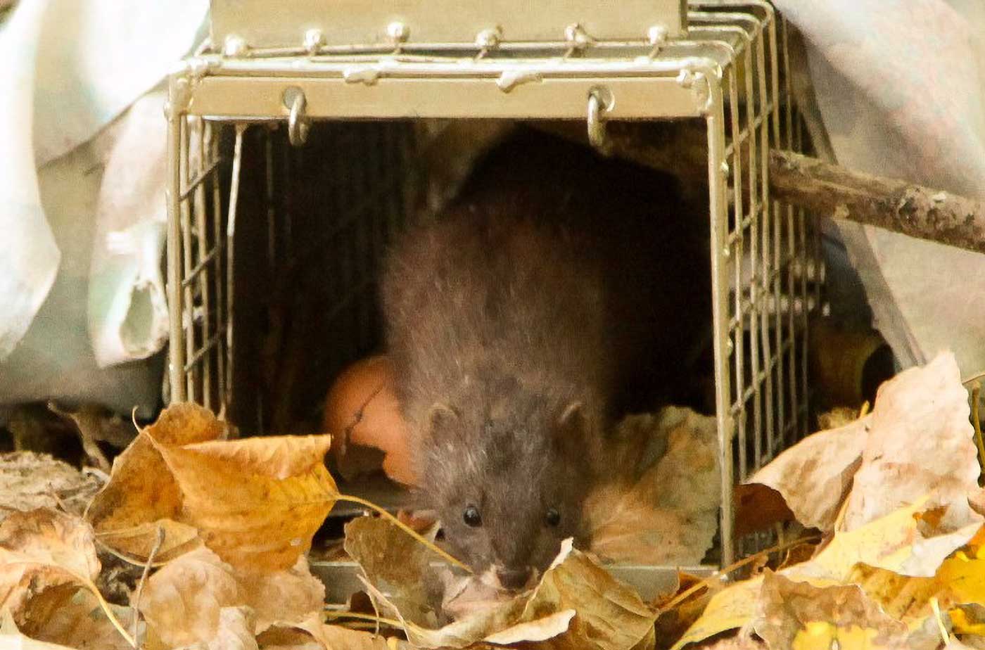 Mink Mustela lutreola