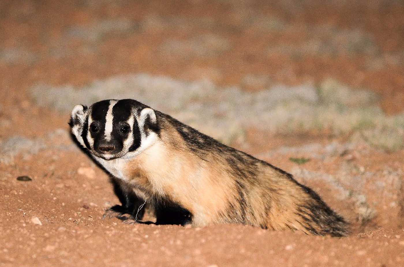 American Badger