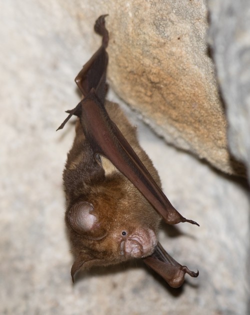 Philippines 2015-8473 Hipposideros diadema Philippines 2015-8473 Hipposideros diadema