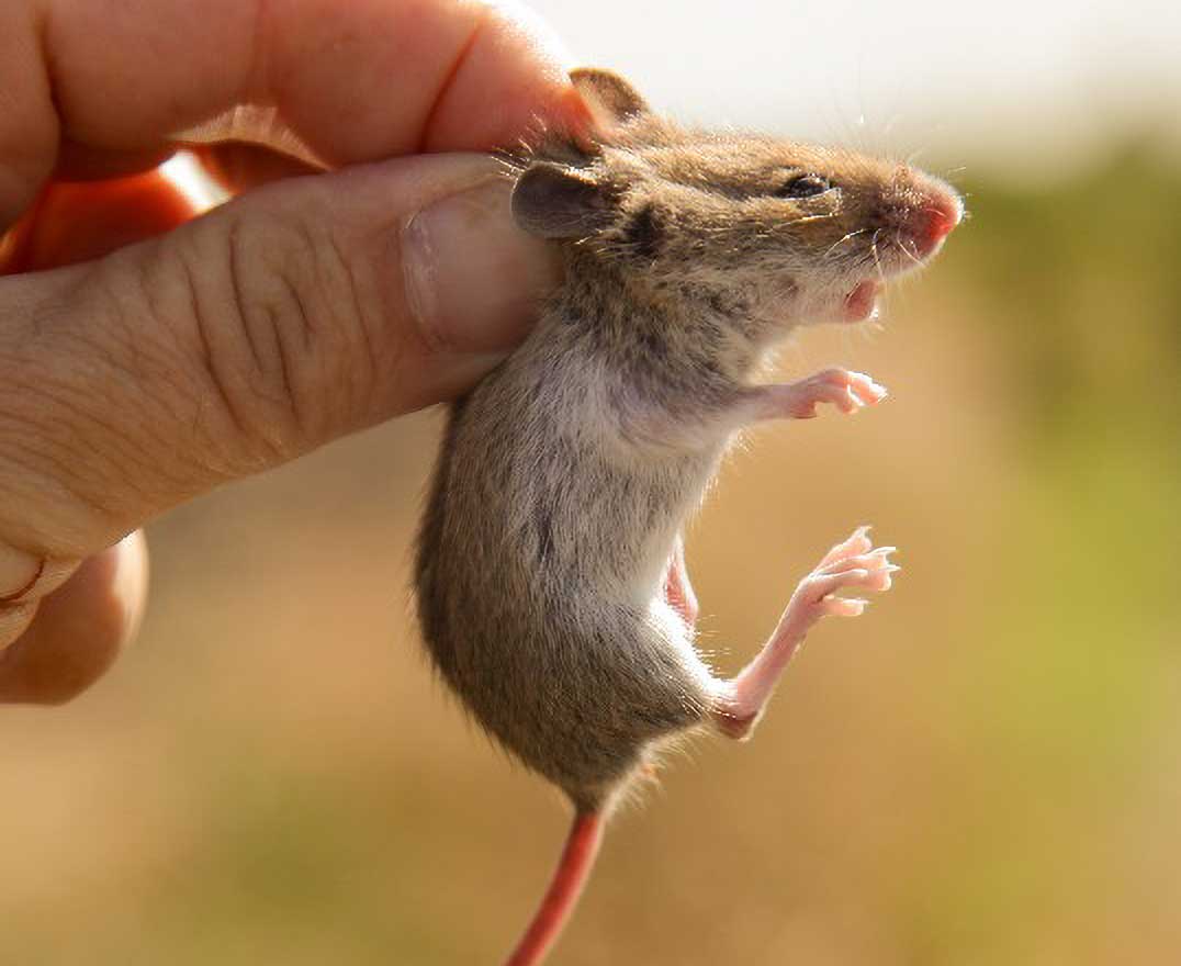 Steppe Mouse