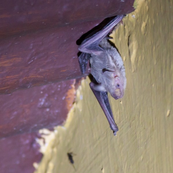 Indian bat ID Mammal Watching