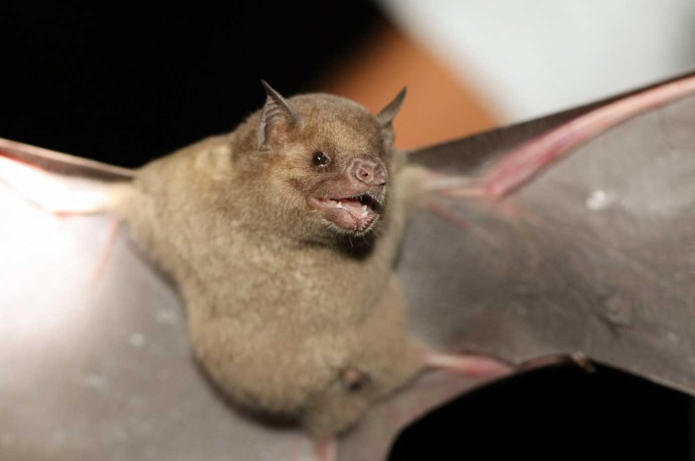 Antillean Fruit eating Bat