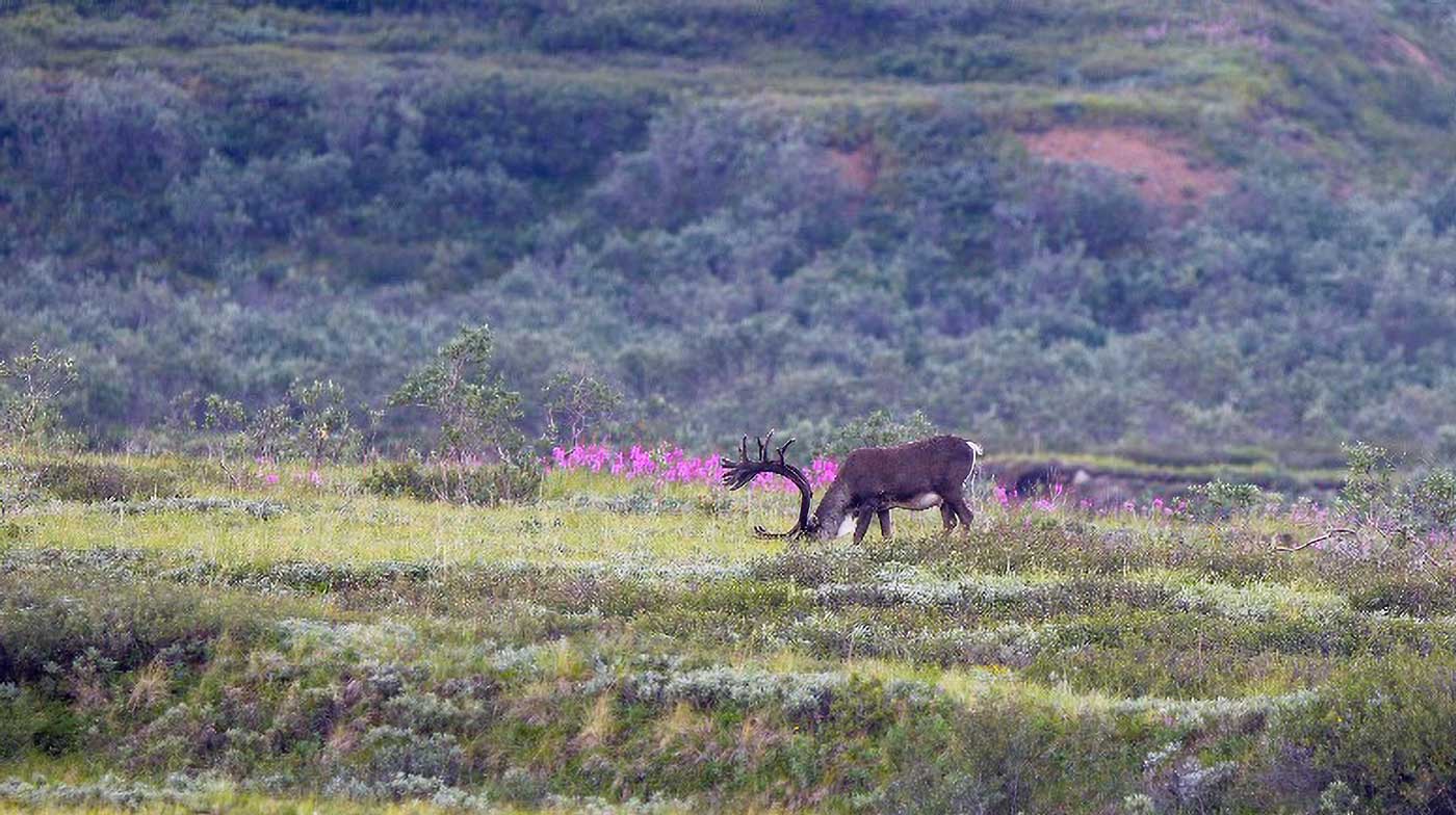 Bull Caribou Denali