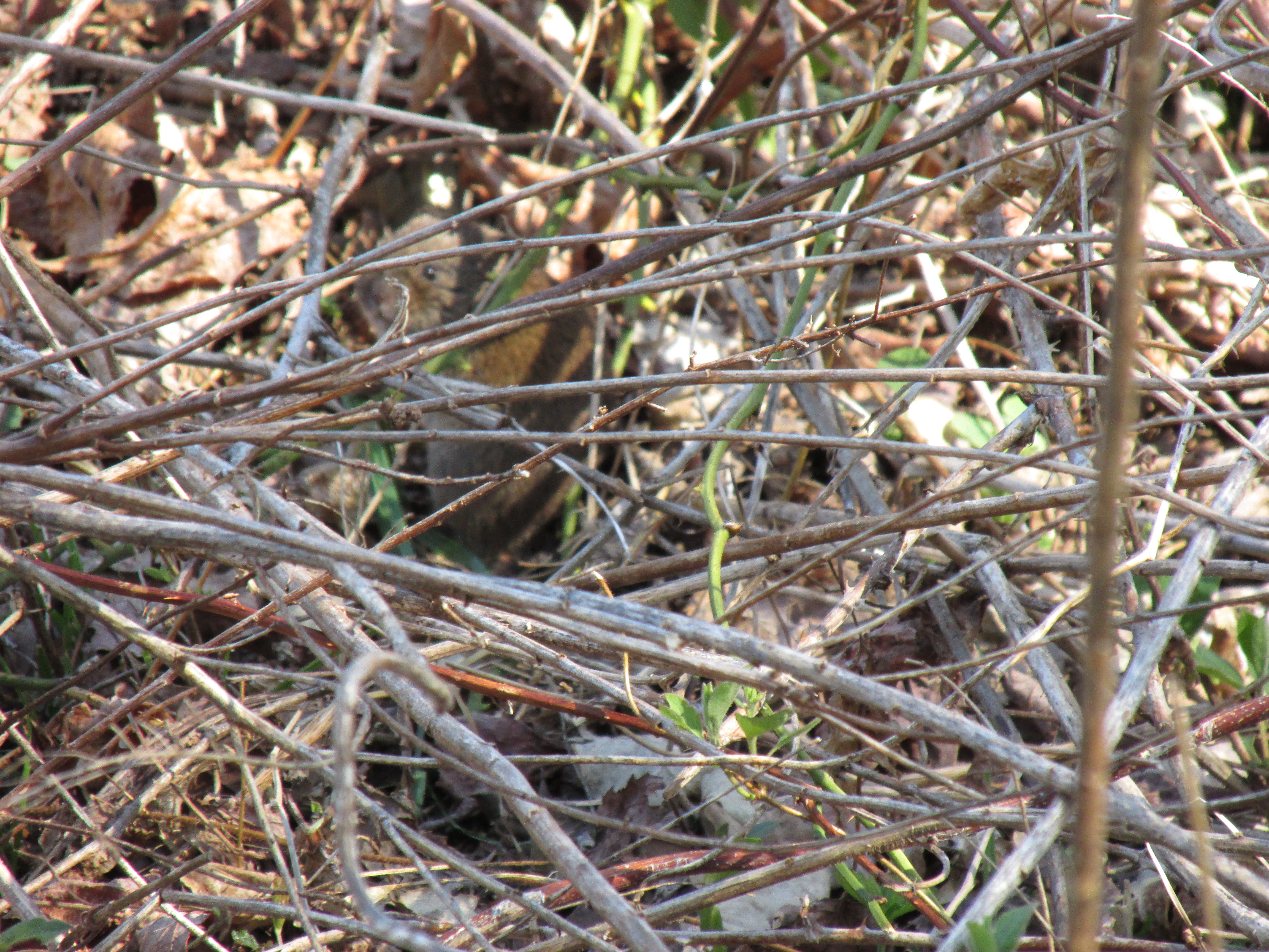 2016-04-24a Rhode Island - Ninigrit NWR - Unknown Rodent