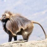 Gelada Baboon