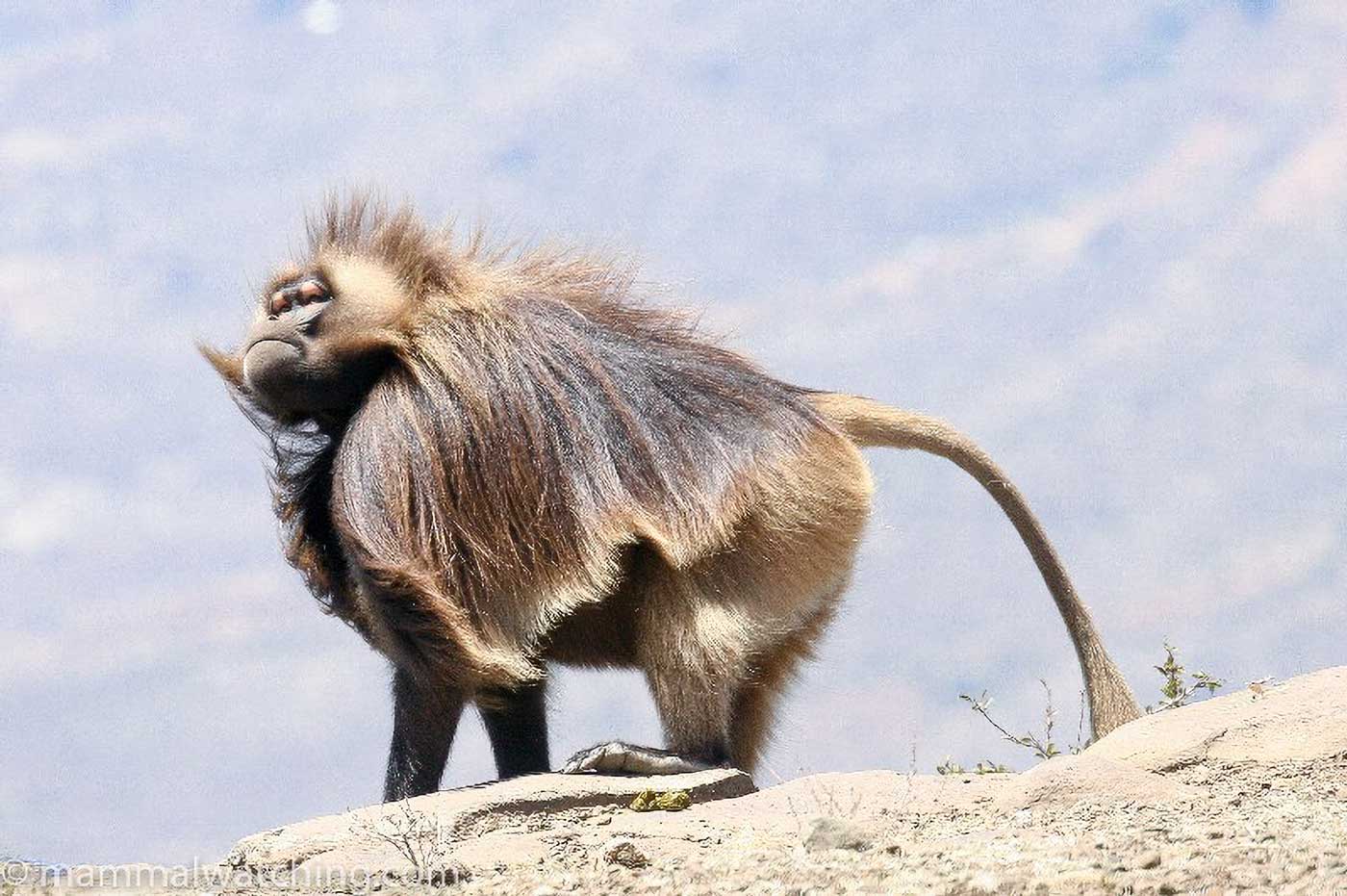 Gelada Baboon