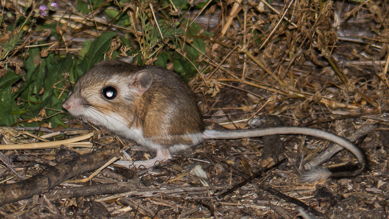 California_kangaroo_rat-1