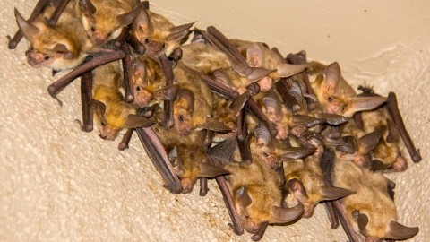 Arizona Bats